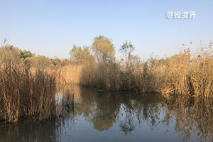 Openclaw之父，AI时代的第一个「超级个体」